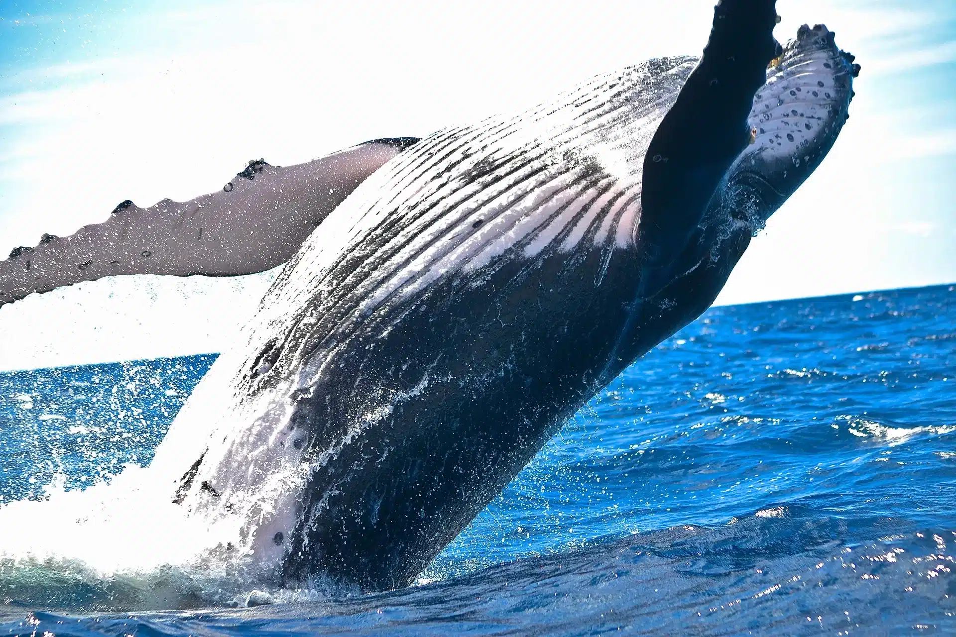 Aberta temporada para avistar baleias no Brasil (PIXABAY)