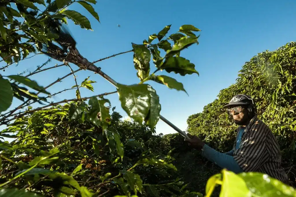 Fazendas de café certificadas em Minas Gerais violam direitos trabalhistas (Foto: Lilo Clareto/Repórter Brasil)