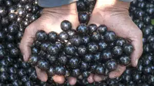 Jank chama atenção para internacionalização de 'jabuticaba bioenergética' (Foto: Pixabay)