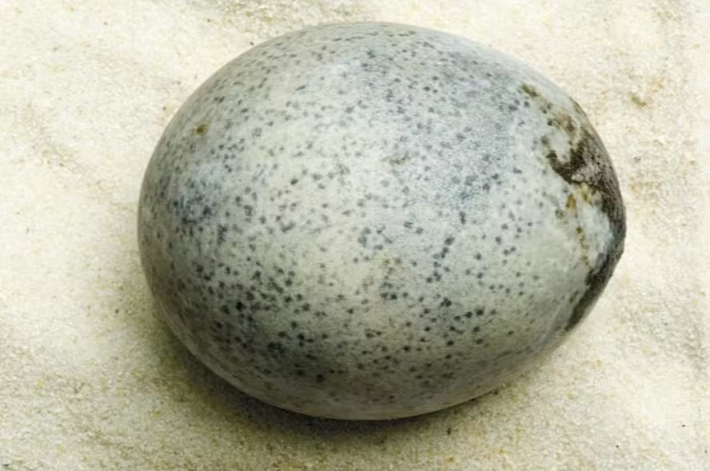 Descoberta de ovo da época do Império Romano impressiona (Foto: Reprodução)