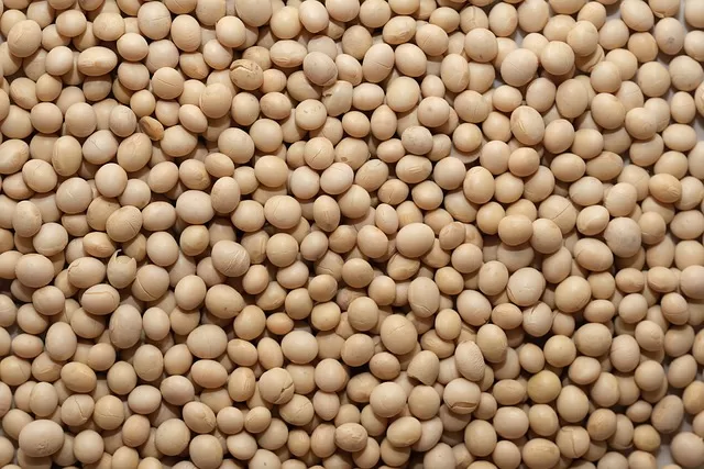 Produção de soja tem crescimento (Foto: Pixabay)