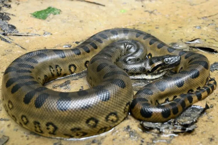 Cobra gigante pesa até 200 kg (Foto: Divulgação / Instituto Butantan)
