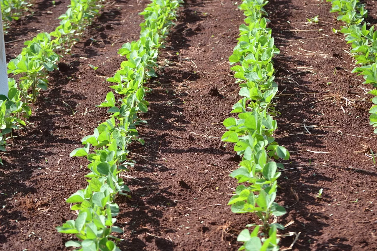 Plantação de soja (Foto: Pixabay)