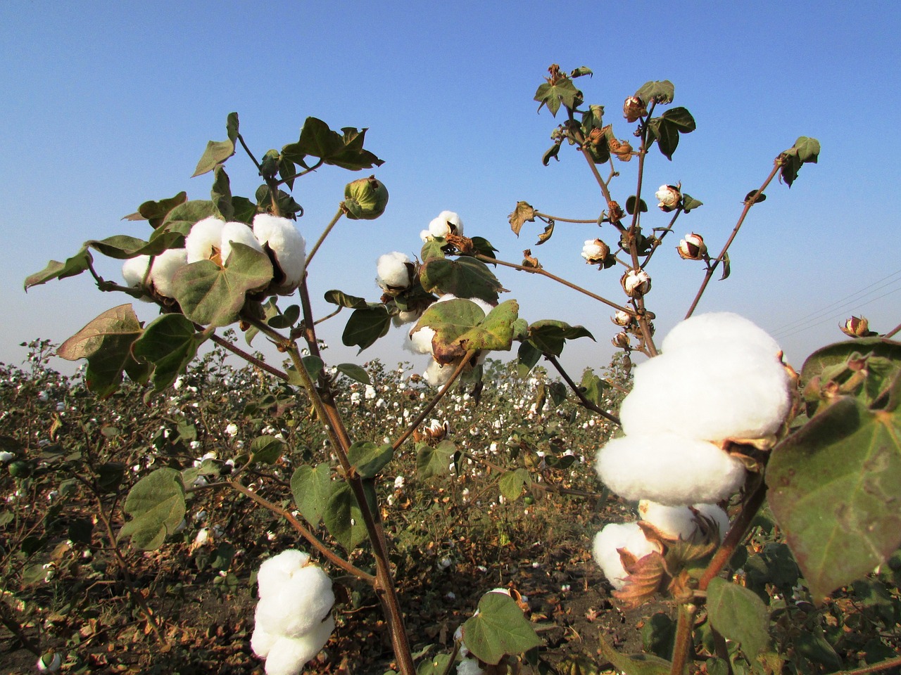 Pluma de algodão (Foto: Pixabay)
