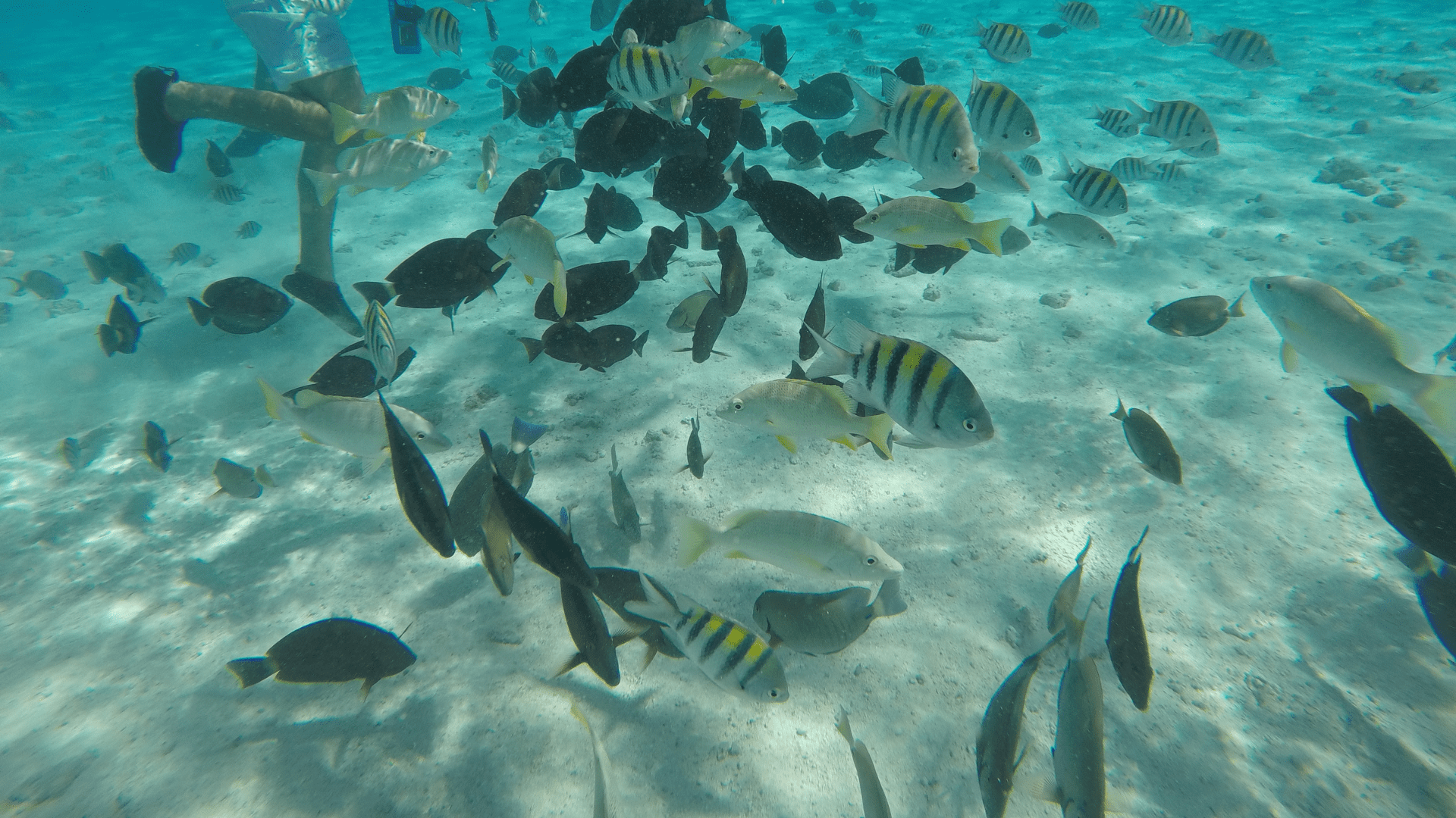 Snorkel em El Acuário (Foto: Igor Dutra)