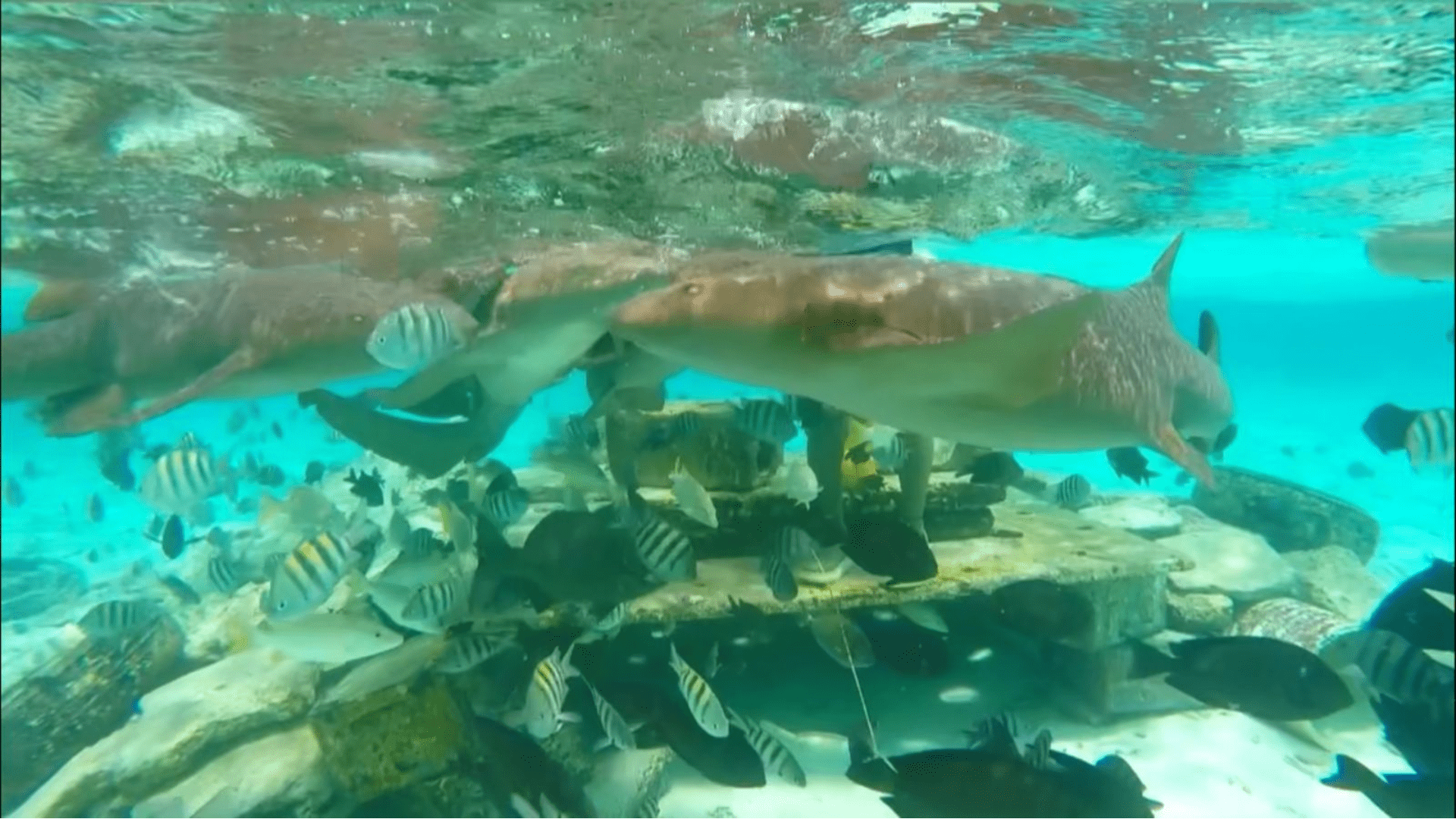 Nadando com tubarões em El Acuário (Foto: Igor Dutra)