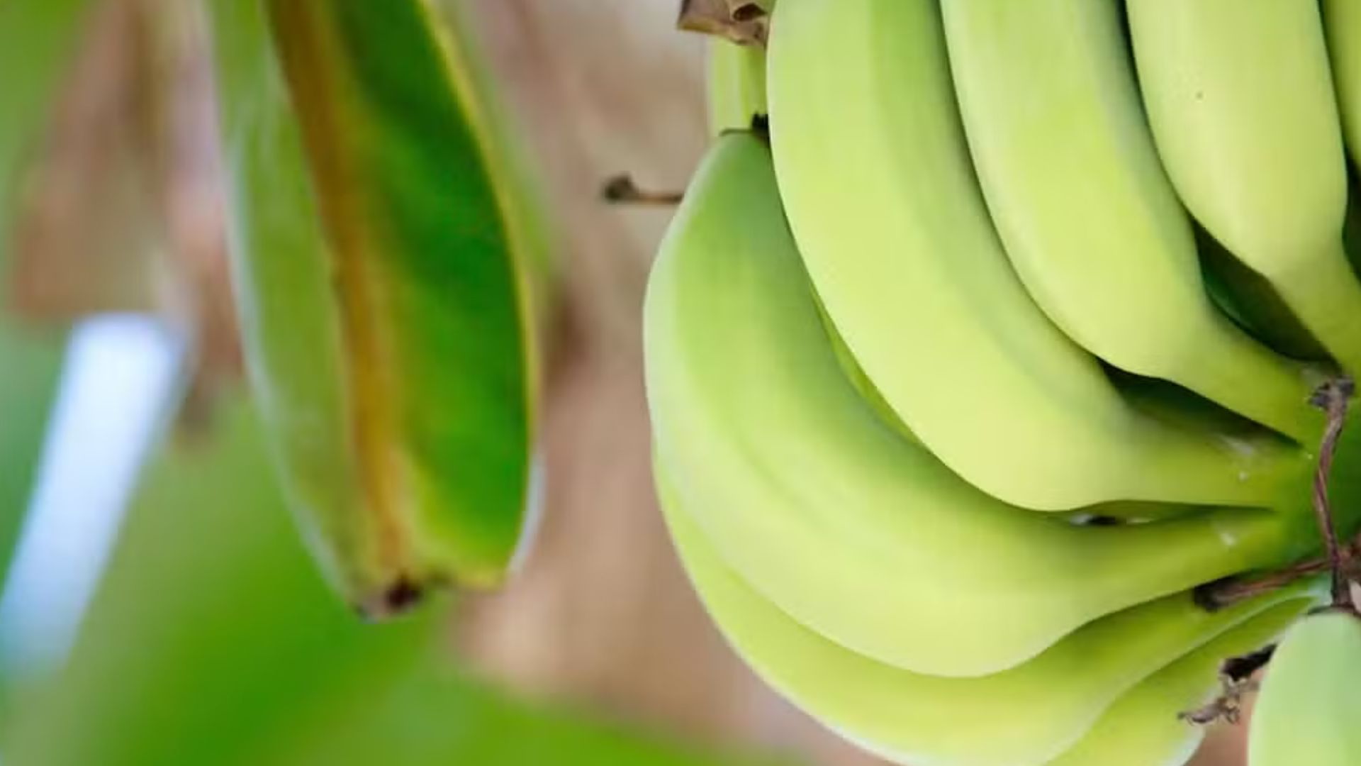 Banana (Foto: Freepik)