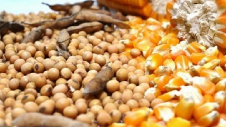 Alimentos (Foto: Freepik)