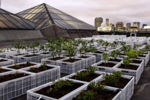 Horta urbana (Foto: Reprodução)