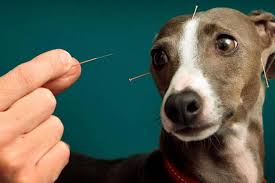 Pet fazendo acupuntura (Foto: Reprodução)