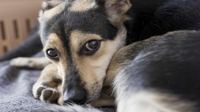 Cachorro (Foto: Freepik)