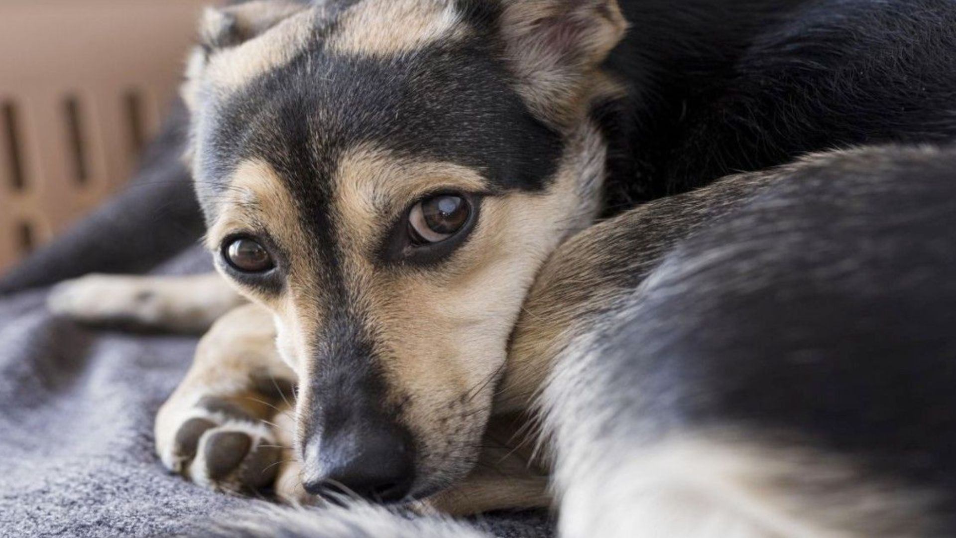 Cachorro (Foto: Freepik)
