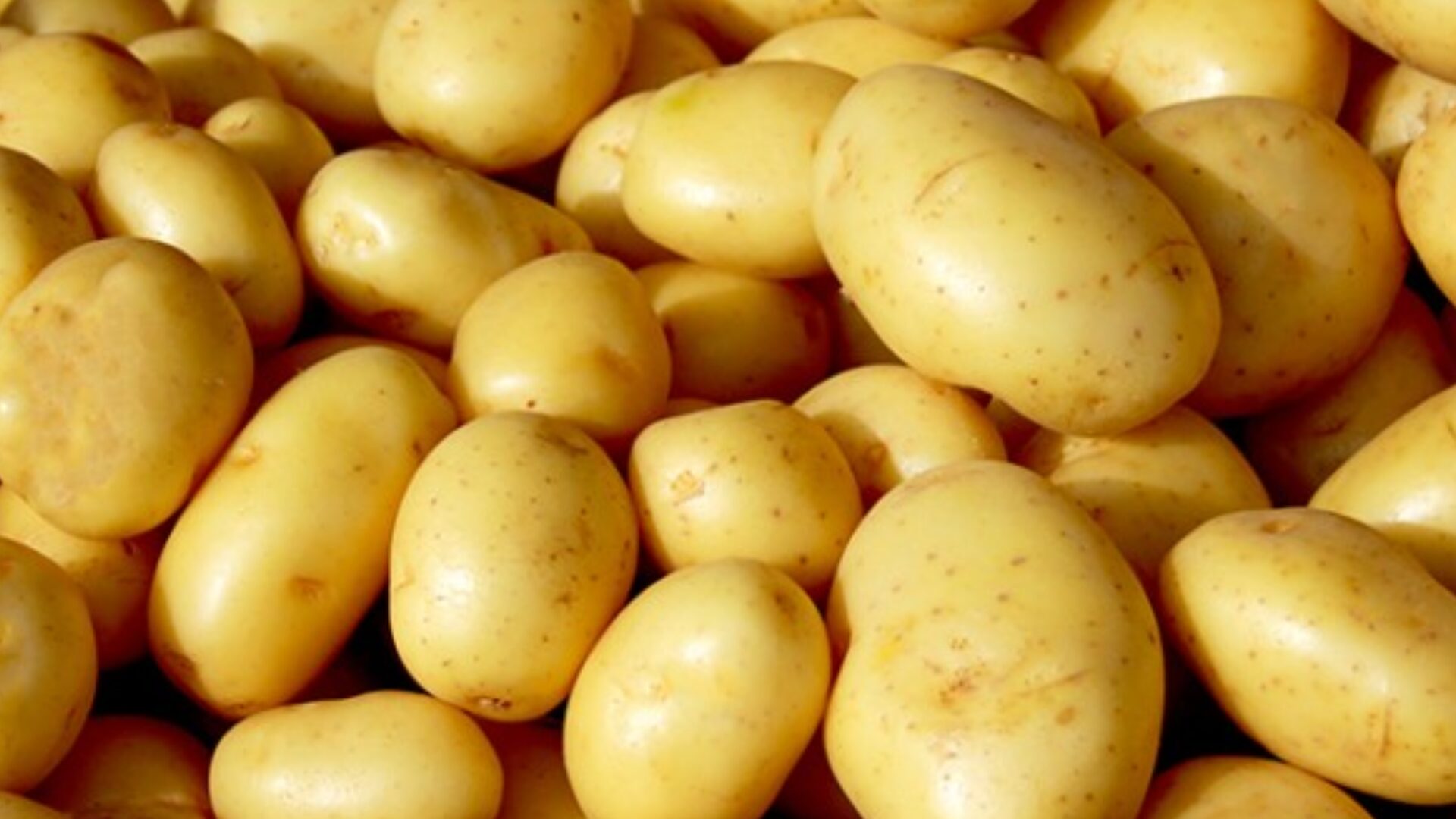 Batata (Foto Reprodução Redes Sociais)