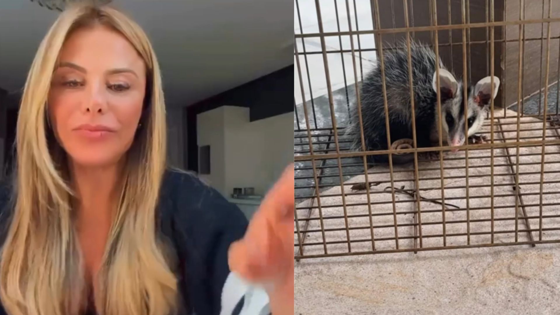 Poliana Rocha e animal (Foto: Instagram)