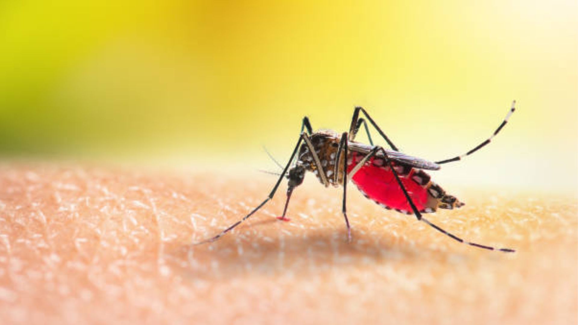 Mosquito (Foto: Internet)
