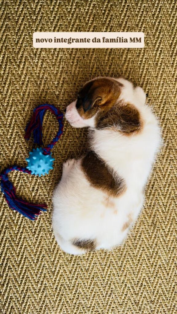 Cachorrinho da Tati Machado (Foto: Instagram)