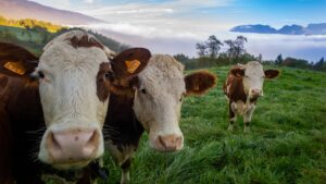 Vaca no pasto (Foto: Freepik)