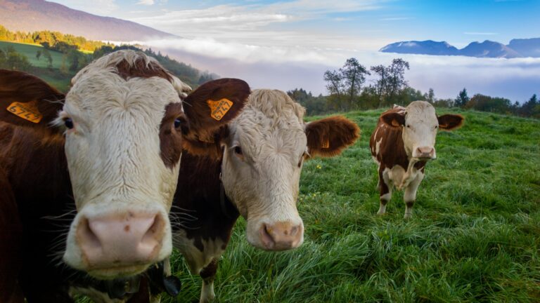 Vaca no pasto (Foto: Freepik)