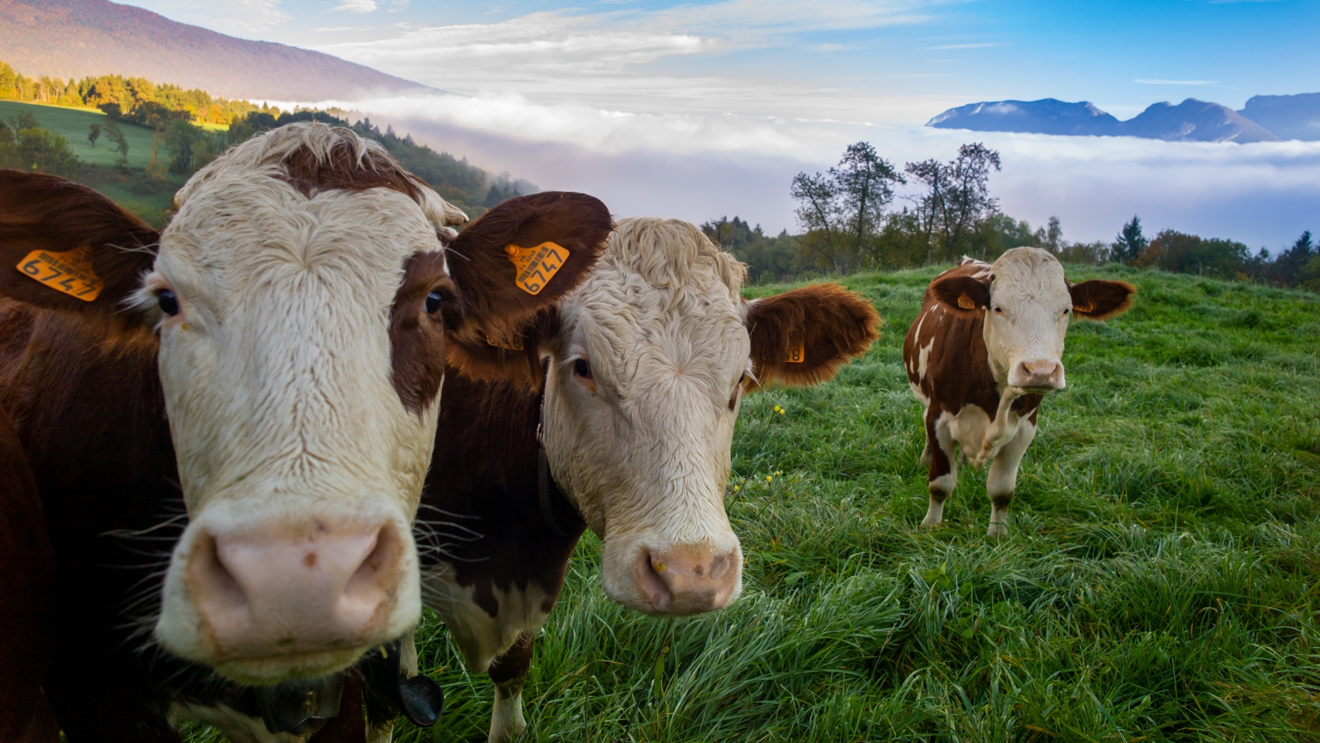 Vaca no pasto (Foto: Freepik)