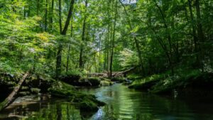 Floresta (Foto: Freepik)