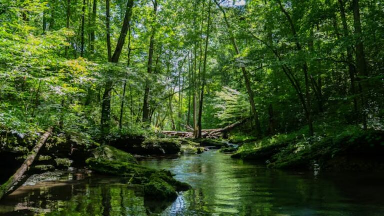 Floresta (Foto: Freepik)