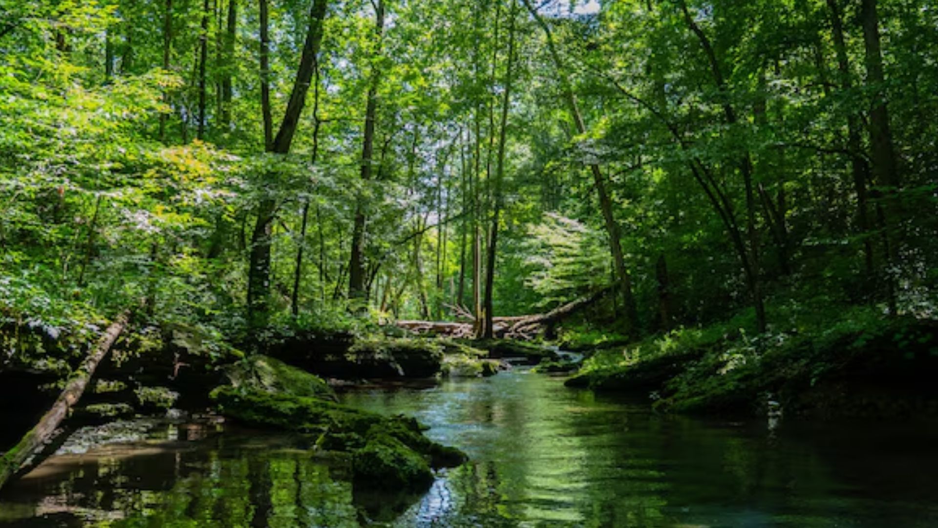 Floresta (Foto: Freepik)