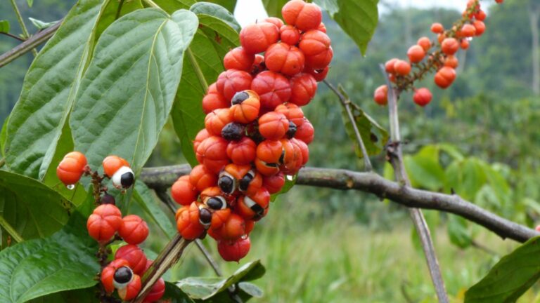Guaraná (Foto: Freepik)