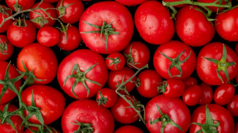 Tomate (Foto: Freepik)