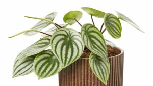 Créditos: Foto/Divulgação