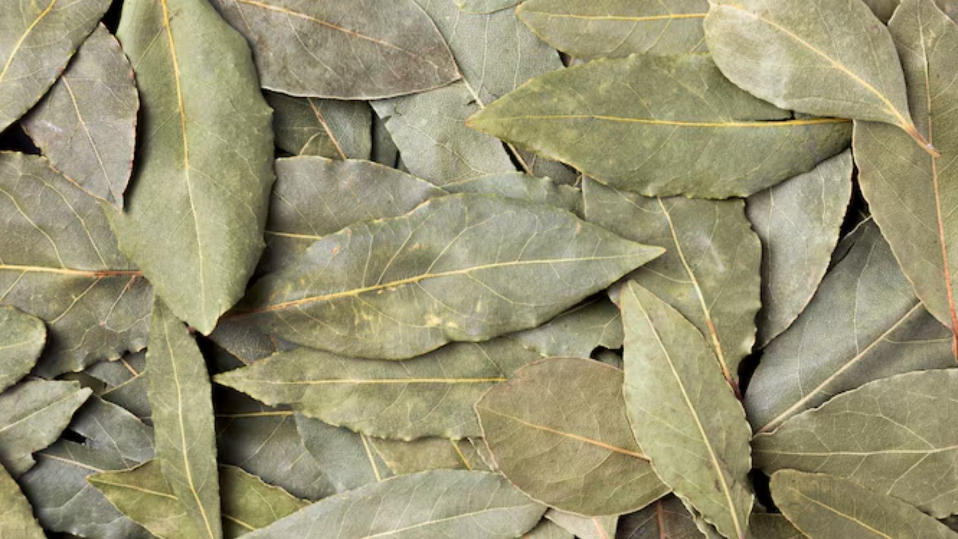 Louro (Foto: Freepik)