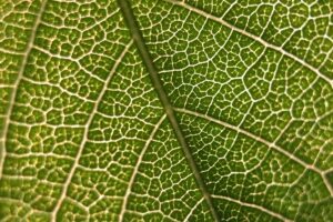 Créditos: Foto/Divulgação