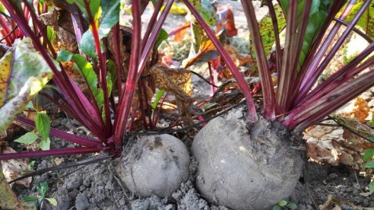 Créditos: Foto/Divulgação