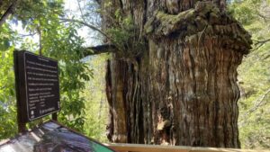 Alerce Abuelo (Foto: Instagram)