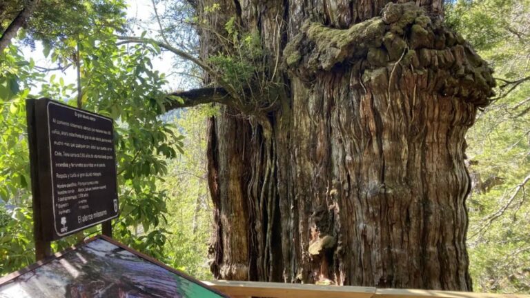 Alerce Abuelo (Foto: Instagram)