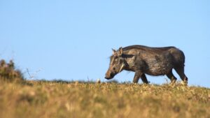 Javali (Foto: PIXABAY)