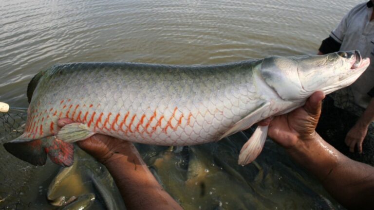 Pirarucu (Foto: GovBr)