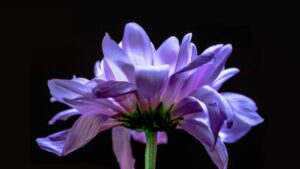 Créditos: Foto/Divulgação