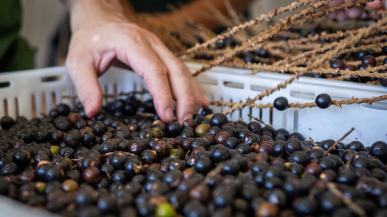 Fruto da Juçara (Foto: Gabriel March)