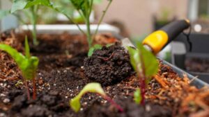 Créditos: Foto/Divulgação