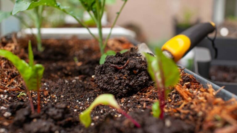 Créditos: Foto/Divulgação