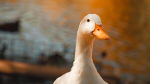 Ganso (Foto: Magnific)