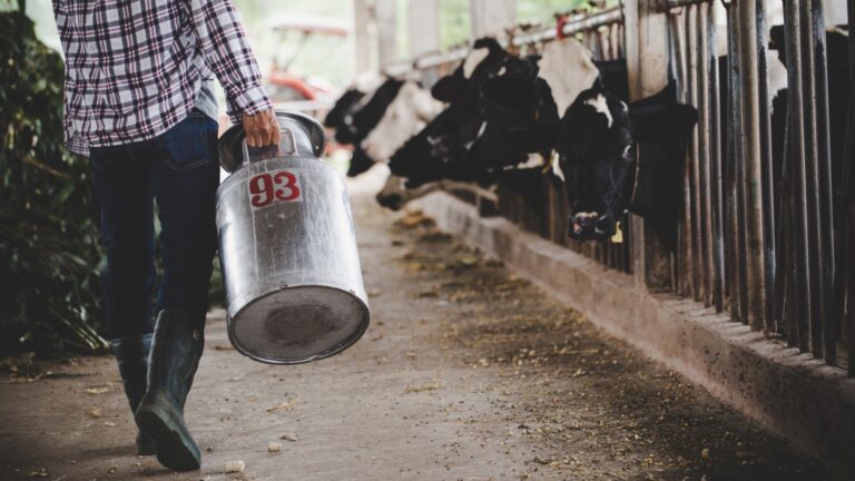 Mercado do leite (Foto: Freepik)