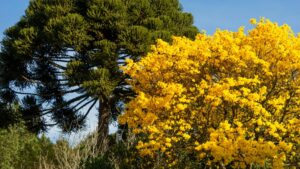 Floresta (Foto: Pexels)