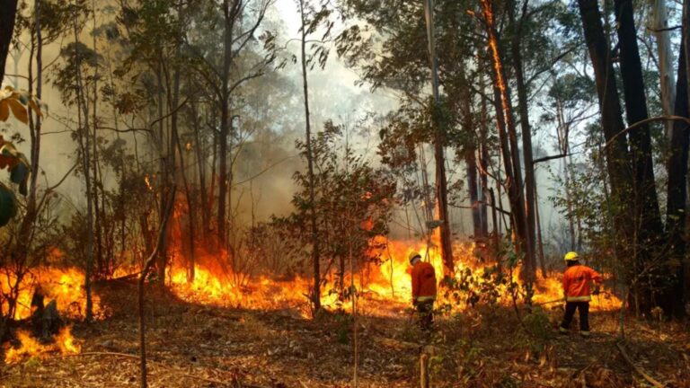 Fogo na floresta (Foto: CBMDF)