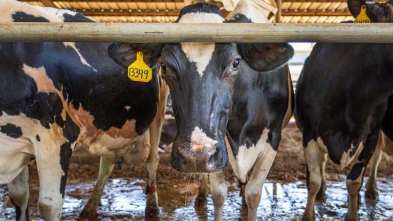Vacas (Foto: Pexels)