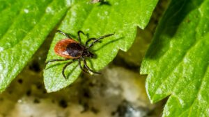 Febre maculosa (Foto: Pexels)