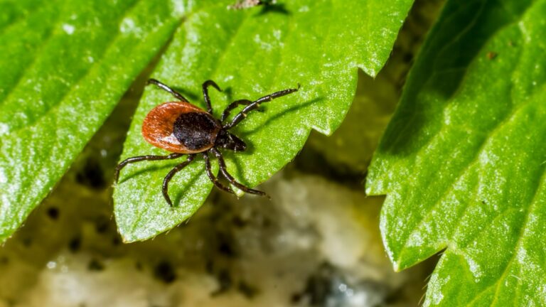 Febre maculosa (Foto: Pexels)