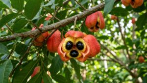 Ackee (Foto: IA)