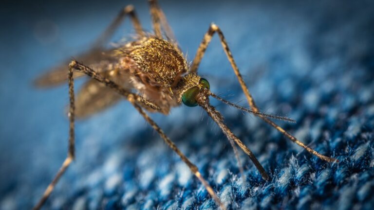 Mosquito (Foto: Pexels)