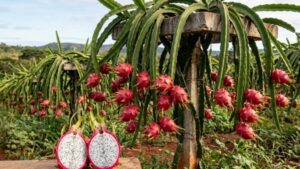 Pitaya BRS Luz do Cerrado (Foto: Instagram)